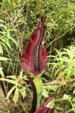 Dracunculus vulgaris RCP6-09 03.jpg